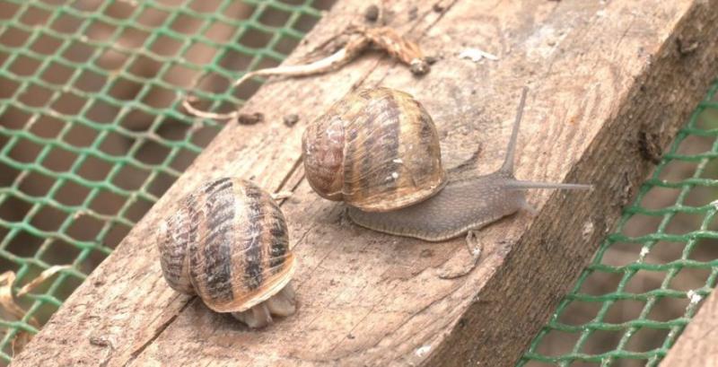 Фермер з Черкащини вирощує понад 380 тисяч равликів