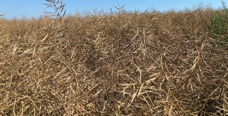 Трейдери враховують 10% експортне мито при формуванні цін ріпаку — Spike Brokers