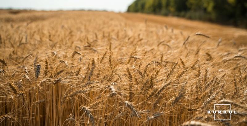 Завдяки біостимулятору врожайність пшениці зросла на понад 20% — фермер з Полтавщини