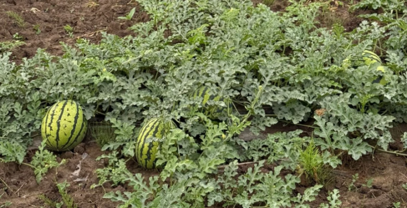 Кавуни на полях ФГ «Овочі Слобожанщини»