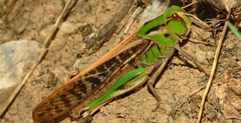 Сарана Сарана