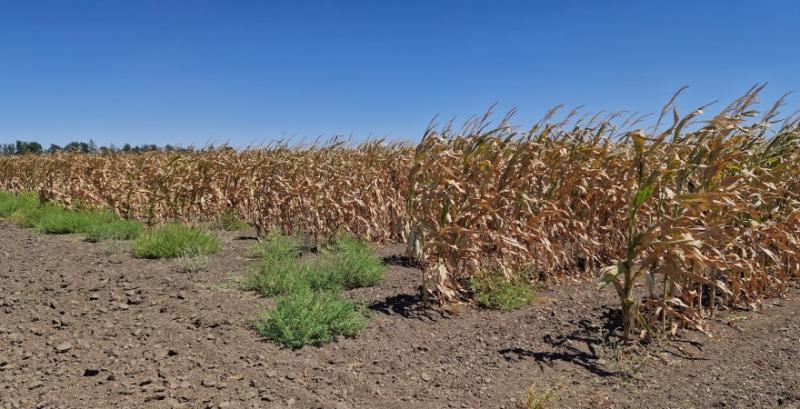 Миколаївщина втратила всю кукурудзу і майже половину соняшника — Кім