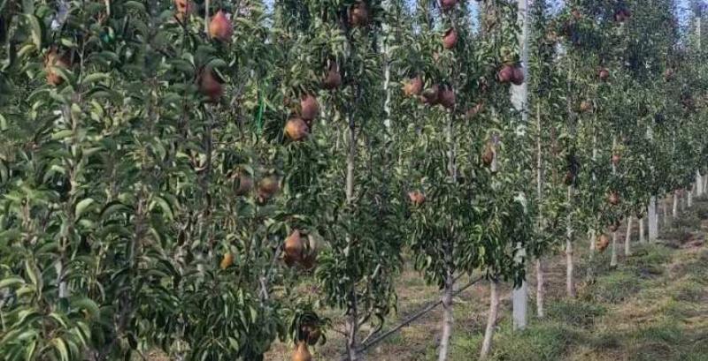 Груша Alessia (Алесія)