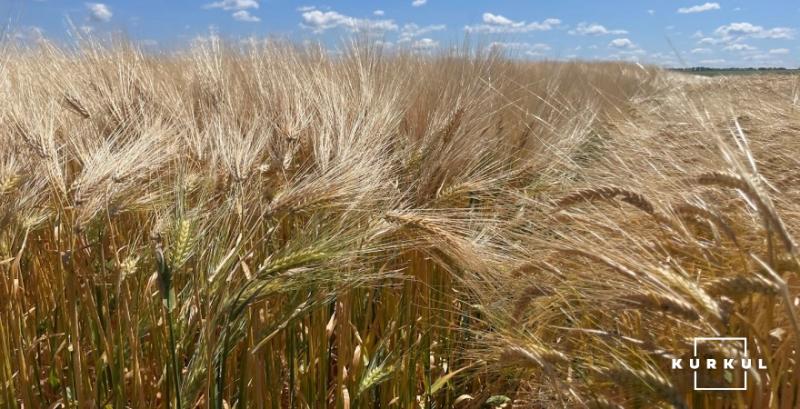 Аграрії обмолотили 74% площ ячменю, проте продовжують стримувати продажі Аграрії обмолотили 74% площ ячменю, проте продовжують стримувати продажі
