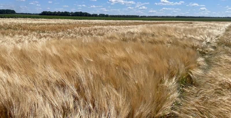 Озимий ячмінь найкраще витримав цьогорічні стреси Озимий ячмінь найкраще витримав цьогорічні стреси