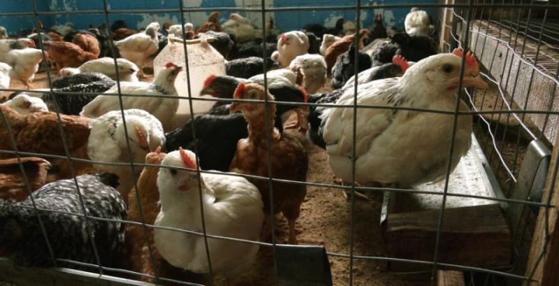 На Чернігівщині запрацювала нова птахоферма На Чернігівщині запрацювала нова птахоферма