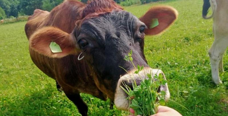 Фермер зі Львівщини планує масштабувати молочний бізнес