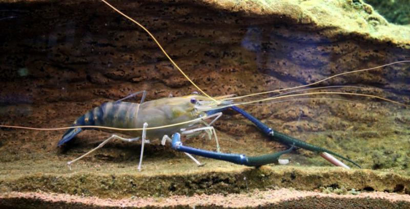 Креветка Розенберга Креветка Розенберга