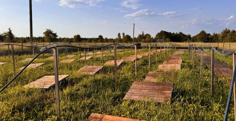 Равликова Ферма Mons Snail