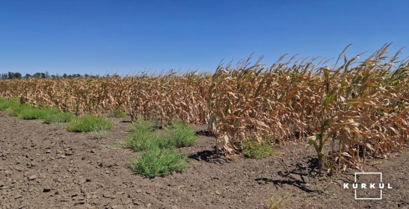 Кукурудза без качанів, соя недорозвинена — експерт розповів про ситуацію на полях Кукурудза без качанів, соя недорозвинена — експерт розповів про ситуацію на полях