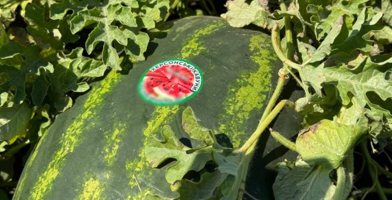 Херсонські кавуни розкупили ще до того, як вони виросли — Юнусов