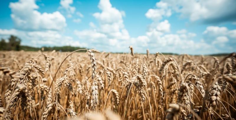 Врожай пшениці України може сягнути 22 млн тонн 