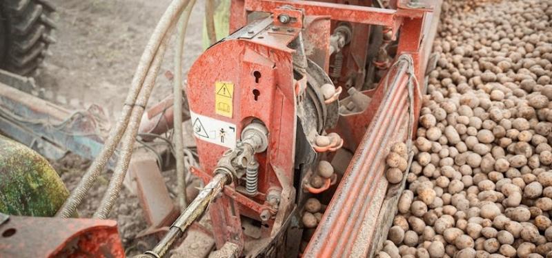 В Україні невдовзі запрацює завод картопляного борошна та фрі В Україні невдовзі запрацює завод картопляного борошна та фрі