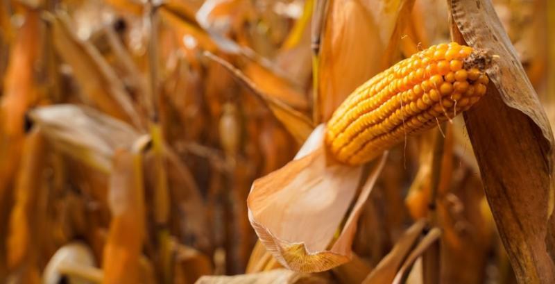 Врожай кукурудзи в Україні очікують на рівні 32 млн т, на скільки USDA збільшив прогноз