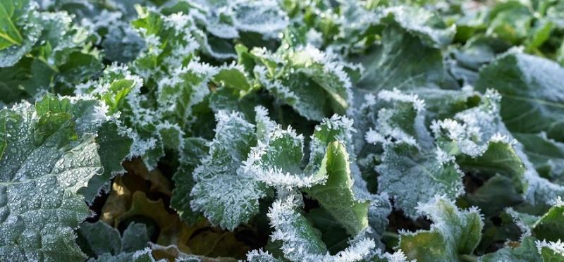 Ефективна комбінація гербіцидів захистить озимий ріпак — поради фахівців 