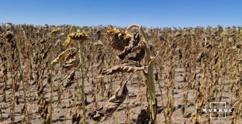 Через посуху та низькі врожаї зростуть ціни на продукти Через посуху та низькі врожаї зростуть ціни на продукти