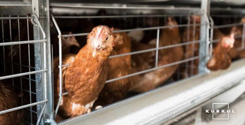 На Тернопільщині запустили птахоферму на 50 тисяч курей На Тернопільщині запустили птахоферму на 50 тисяч курей