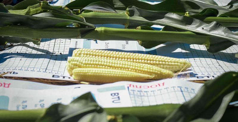 Торфова мікориза забезпечила приріст врожайності кукурудзи майже на тонну з гектара