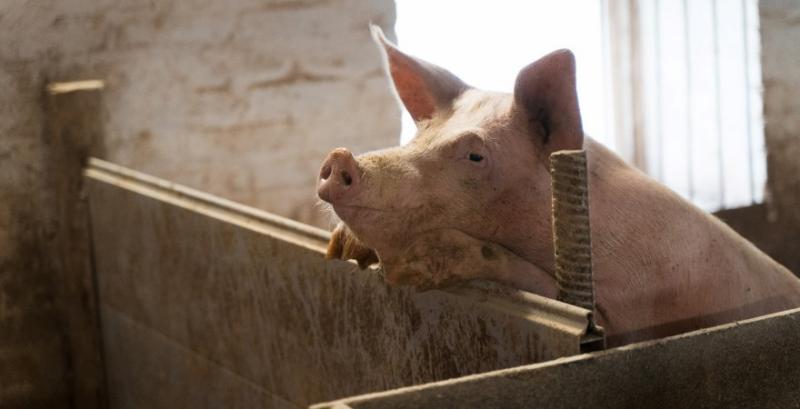 Імпорт свинини в Україну зріс на 75%