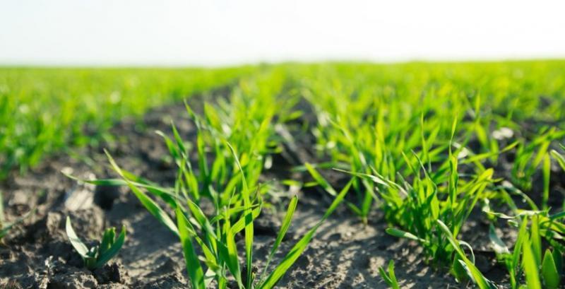 На Харківщині тестують виробництво органічних добрив з відходів