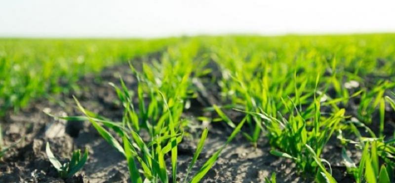 Протруювання озимих культур критично важливе через високий рівень ураження насіння, — результати дослідження