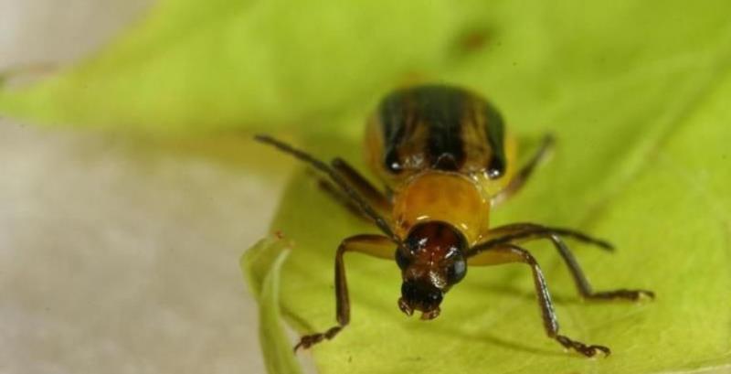 Західний кукурудзяний жук