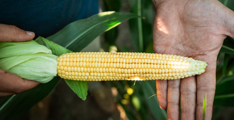 Прогноз врожаю кукурудзи в Україні один із найвищих за останні роки