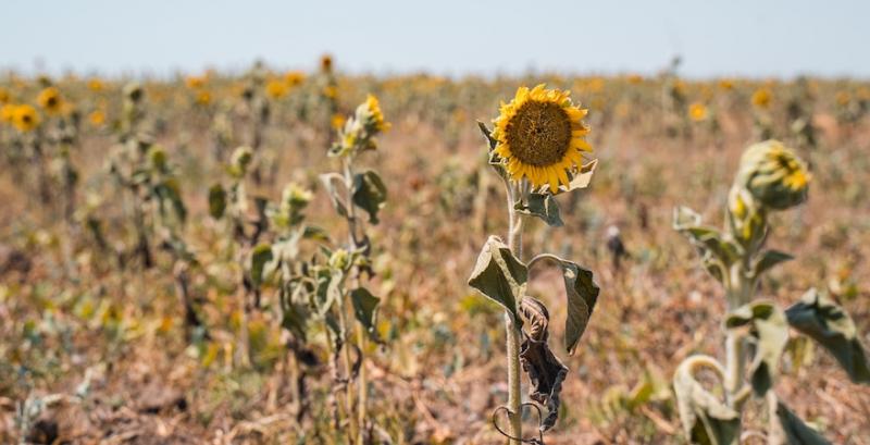 Фермерам Одещини прогнозують повний перехід на теплиці через зміну клімату Фермерам Одещини прогнозують повний перехід на теплиці через зміну клімату