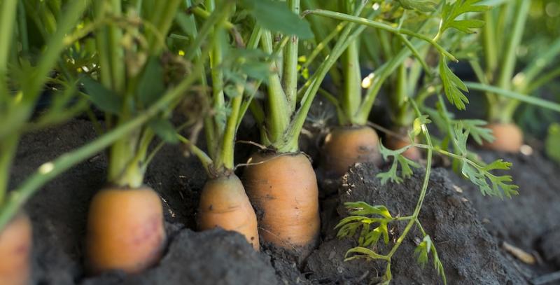 ФГ «Загірянське» запустило виробництво готової овочевої продукції під власним брендом ФГ «Загірянське» запустило виробництво готової овочевої продукції під власним брендом