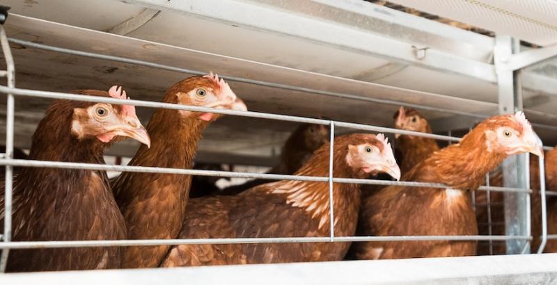 На Закарпатті планують побудувати птахофабрику з річною потужністю до 1 млн курей На Закарпатті планують побудувати птахофабрику з річною потужністю до 1 млн курей