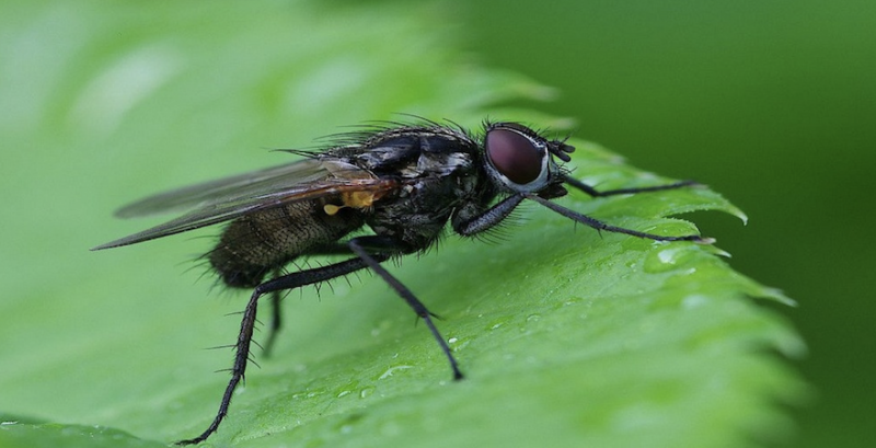 Муха. Фото ілюстративне. Джерело: Depositphotos Муха. Фото ілюстративне. Джерело: Depositphotos