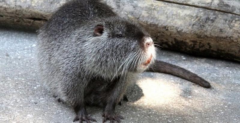 М’ясо нутрії в Україні продають за ціною телятини М’ясо нутрії в Україні продають за ціною телятини