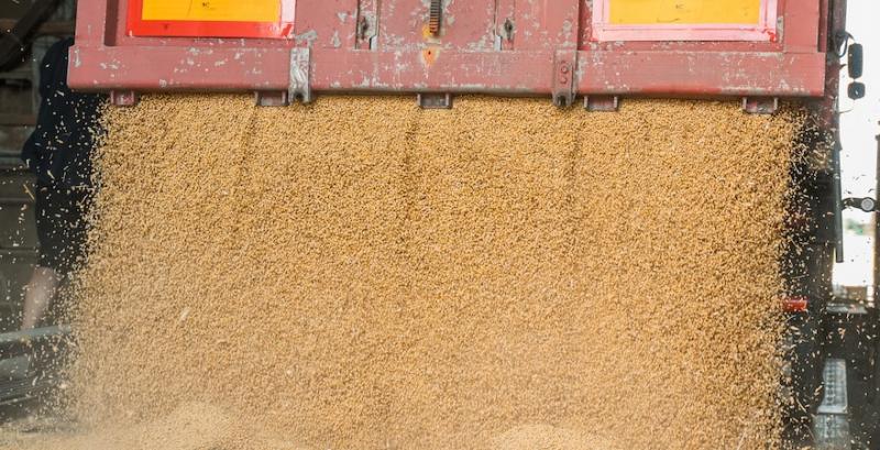 Україна продала на зовнішні ринки 3 млн т зернових