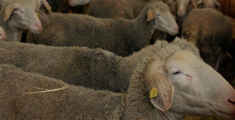 Вівці Вівці