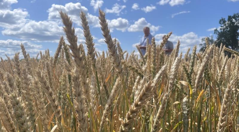 Аграрії не поспішають продавати пшеницю попри високі ціни