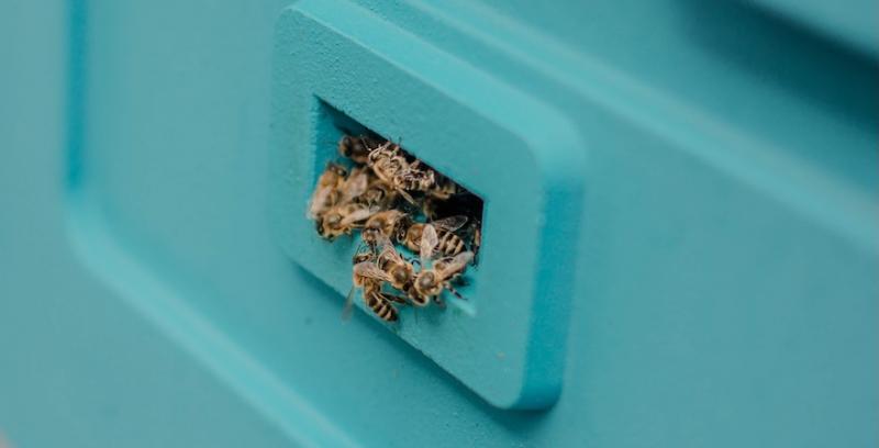 Заморозки і посуха у Черкаській області зменшили медозбір у 5–10 разів Заморозки і посуха у Черкаській області зменшили медозбір у 5–10 разів