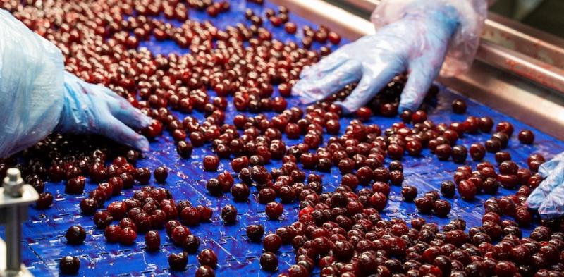 Фермери кооперативу «Файна поляна»отримують 50% доданої вартості при здачі ягід Фермери кооперативу «Файна поляна»отримують 50% доданої вартості при здачі ягід