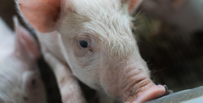 Українські ціни на живець свиней зафіксувались на рівні 98-99 грн/кг