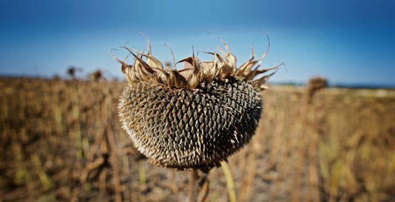 Як отримати максимум користі від десикації — поради фахівця
