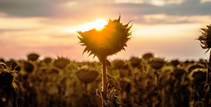 Вирощування соняшнику зміщується на Захід Вирощування соняшнику зміщується на Захід