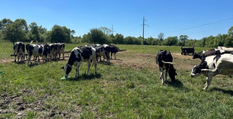 На Львівщині будують сучасну ферму на 40 корів На Львівщині будують сучасну ферму на 40 корів