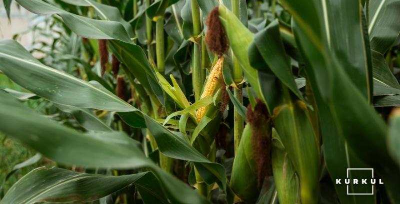 LNZ Hub: погодні умови сезону 2025 найбільше позначились на кукурудзі LNZ Hub: погодні умови сезону 2025 найбільше позначились на кукурудзі