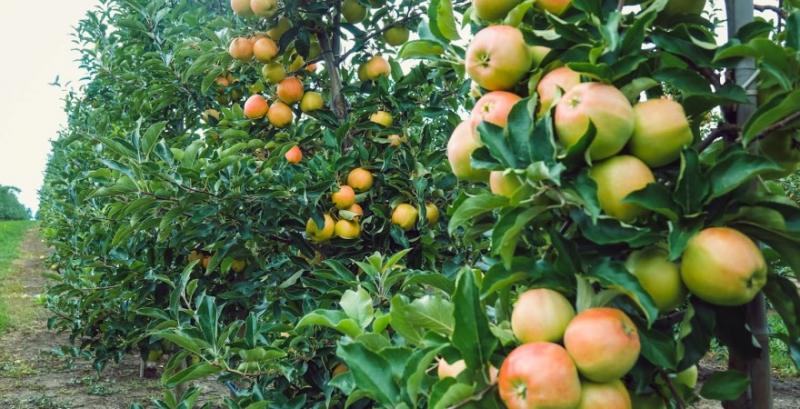 Виробники змушені надалі знижувати ціни на яблука через низький попит