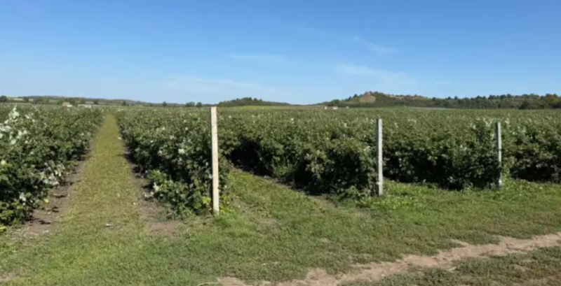 Малина у ПП «Вікнини»