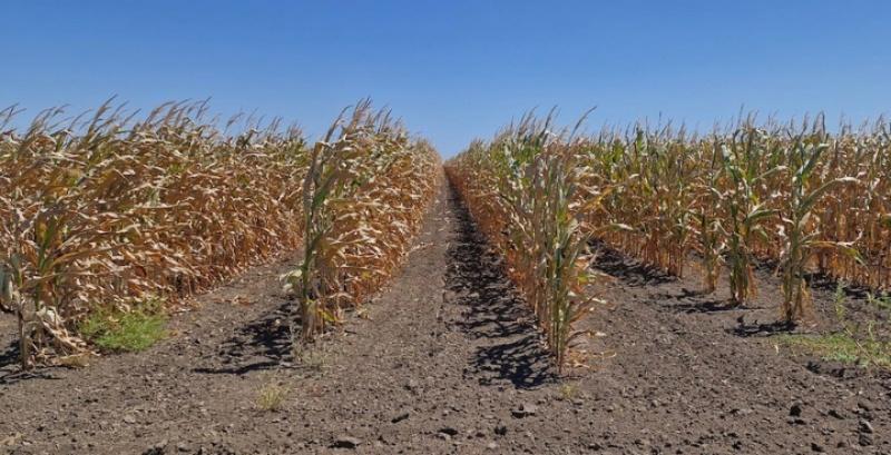 Кулісний посів кукурудзи Кулісний посів кукурудзи