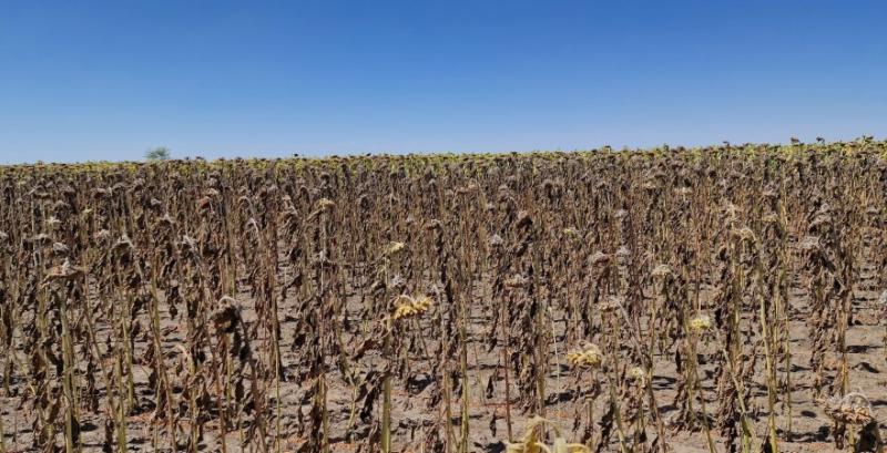 Посуха на Одещині