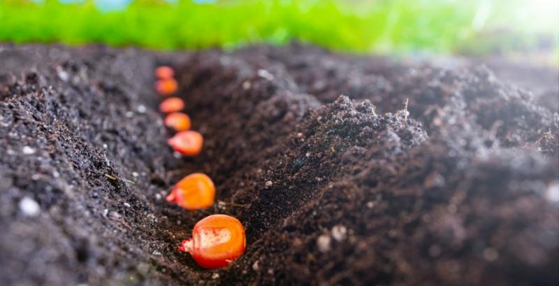 Аграріям спростили отримання адмінпослуг у сфері насінництва