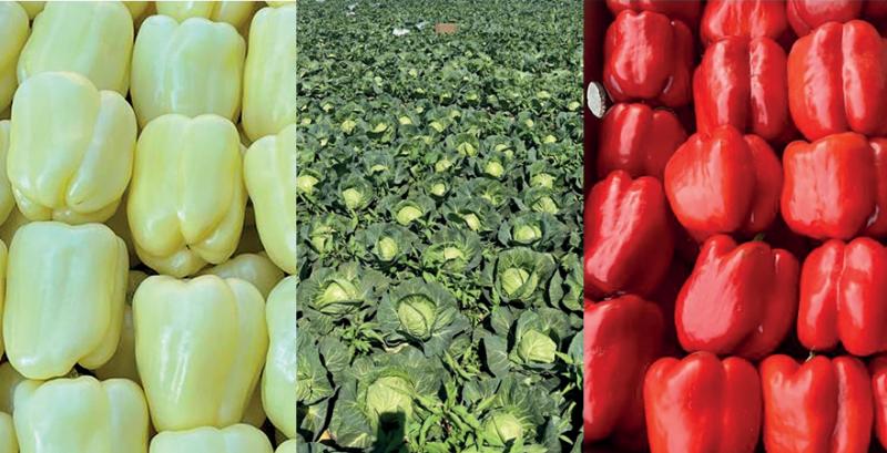 Фермерка із Закарпаття поділилась нюансами вирощування овочів у регіоні