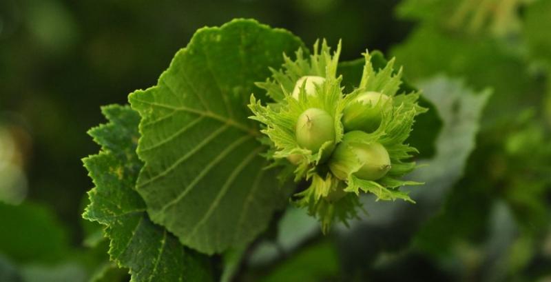 фундук фундук