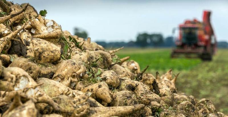 Аграрії почали копати цукрові буряки Аграрії почали копати цукрові буряки